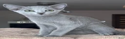 Russian Blue cats for sale: Two Beautiful Pedigree Russian Blue Girls - Advert 5
