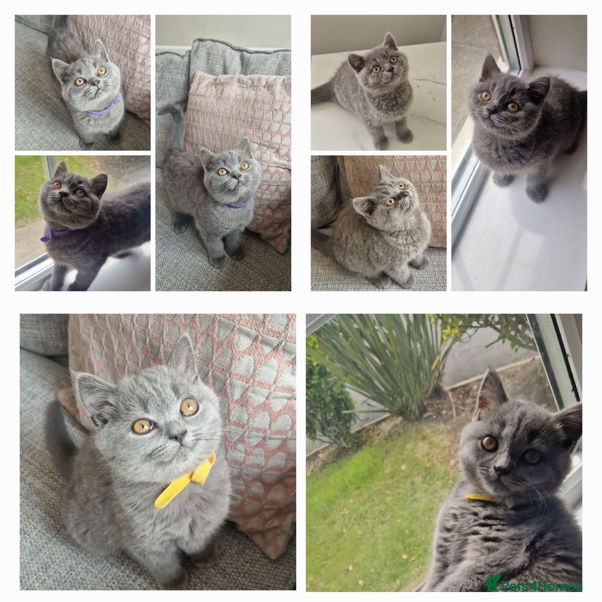 British Shorthair cats READY NOW GCCF PEDIGREE BRITISH SHORTHAIR KITTENS - Advert 1