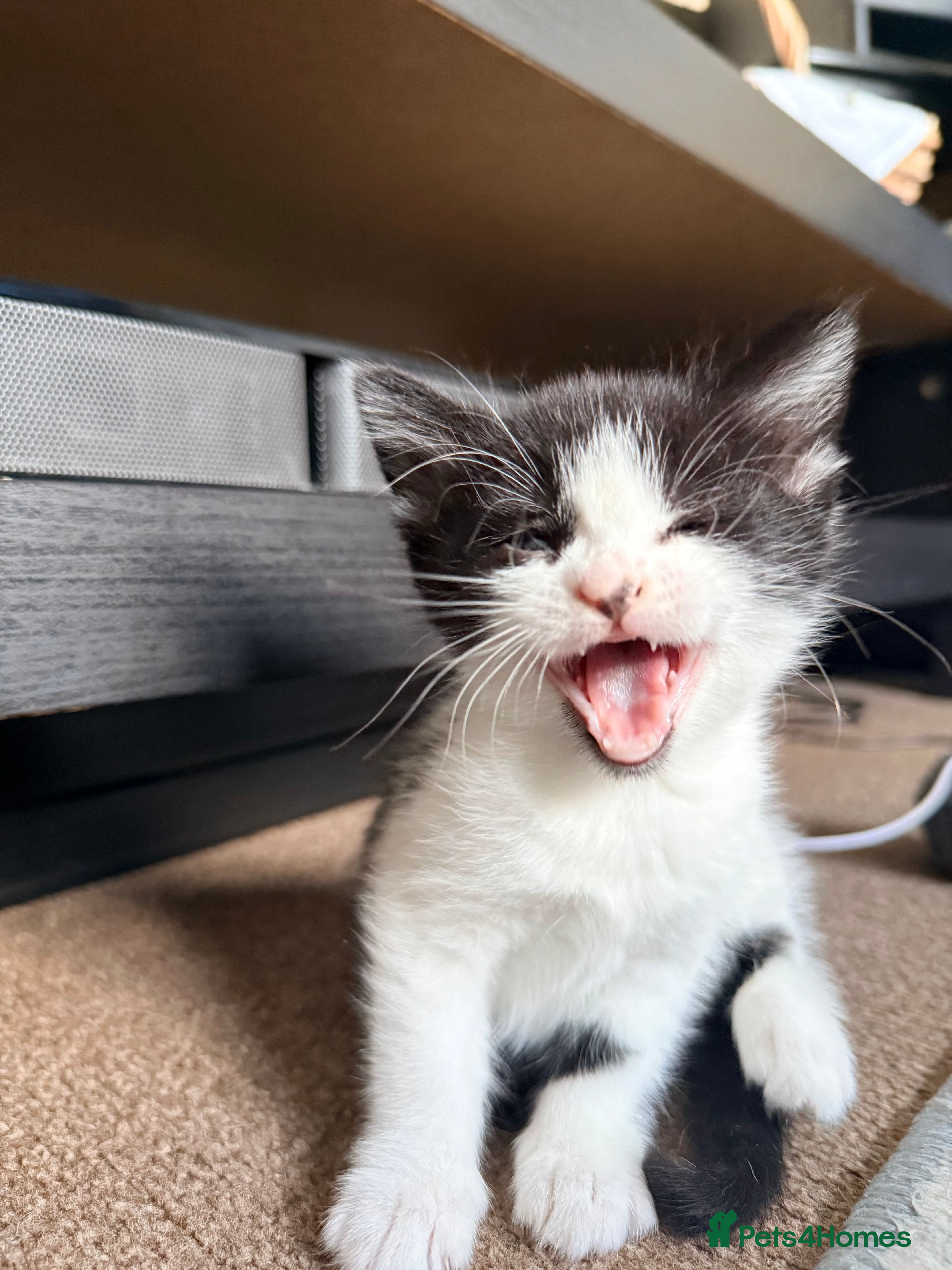Mixed Breed cats 🐾 Ready to Leave Bombay X Turkish Van Kittens 🐾 - Advert 2