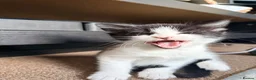 Mixed Breed cats for sale: 🐾 Clean, Healthy Bombay x Turkish Van Kittens - Advert 12