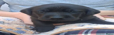Labrador Retriever 3