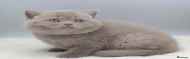 British Shorthair 1