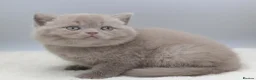 British Shorthair cats for sale: PEDIGREE REGISTERED CHUNKY BRITISH SHORTHAIRS - Advert 13