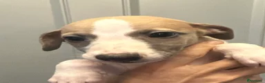 Whippet 6