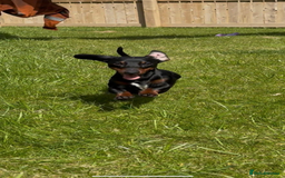Miniature Dachshund dogs for stud: Miniature Dachshund available for stud  - Image 4
