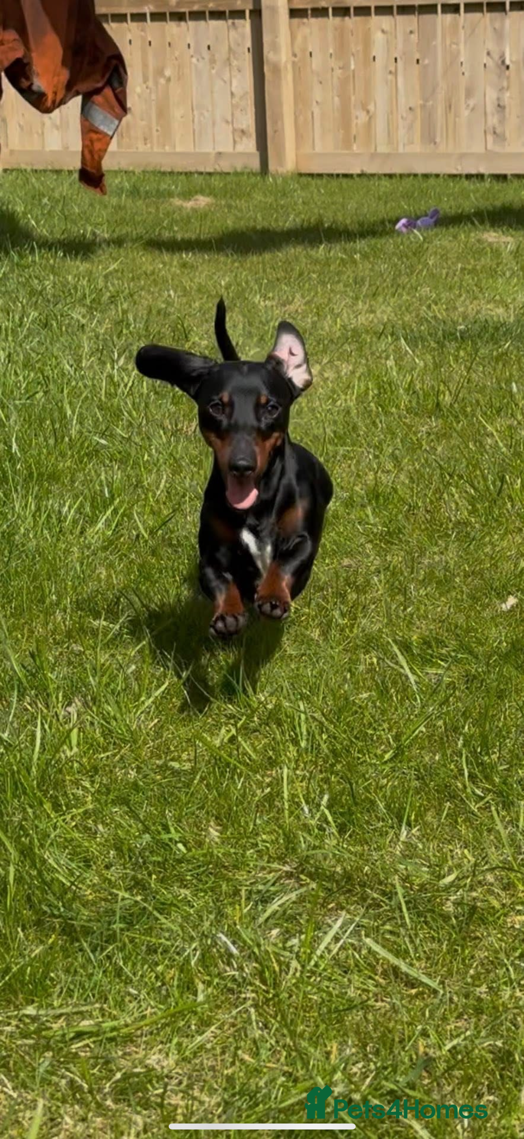 Miniature Dachshund dogs for stud: Miniature Dachshund available for stud  - Image 4