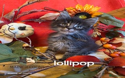 Maine Coon cats for sale: Maine coon kittens - Image 38