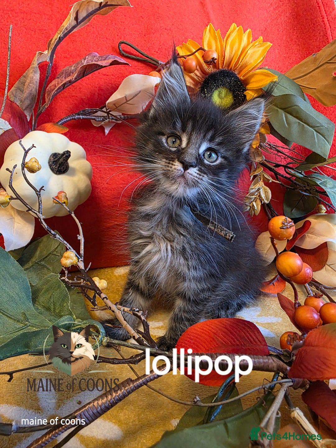 Maine Coon cats for sale: Maine coon kittens - Image 38