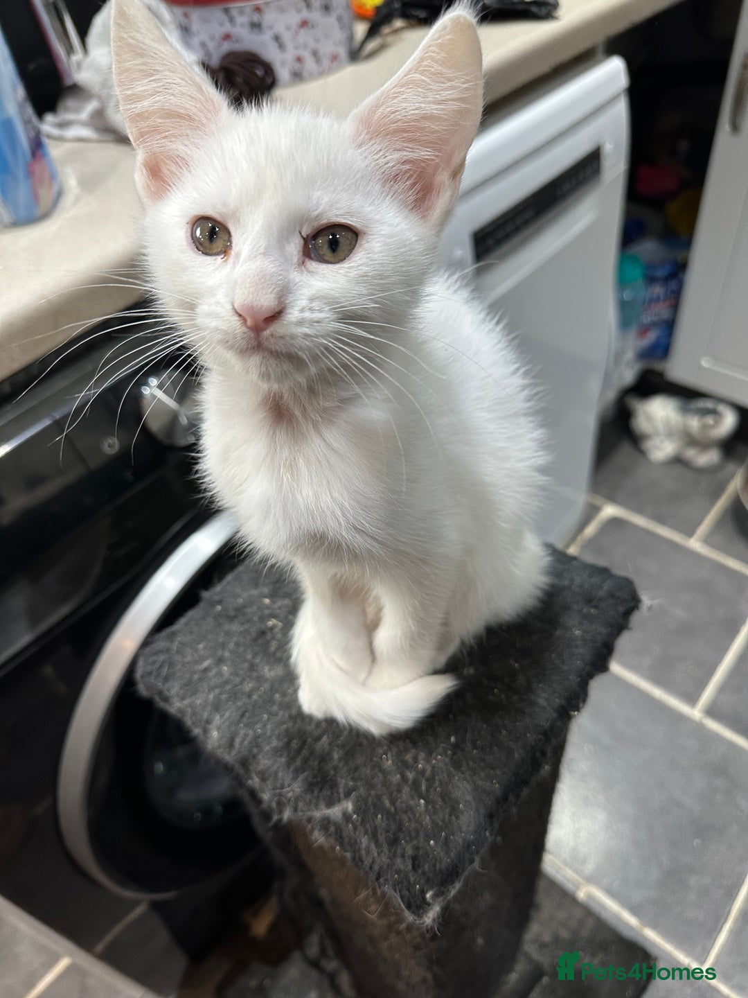 Turkish Angora cats for sale: Mainecoon x  - Image 10