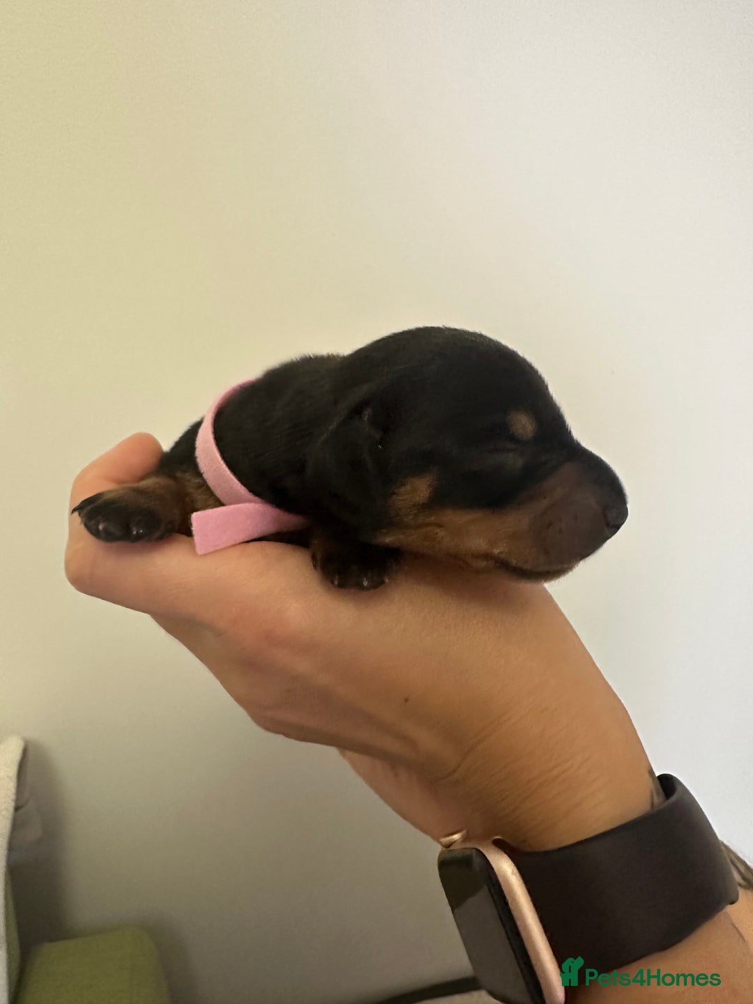 Miniature Dachshund dogs for sale: 🐾 Smooth Haired Dachshund Puppies 🐾 - Image 8