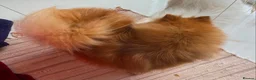 Pomeranian dogs for sale: Beautiful Pomeranian girls - Advert 4