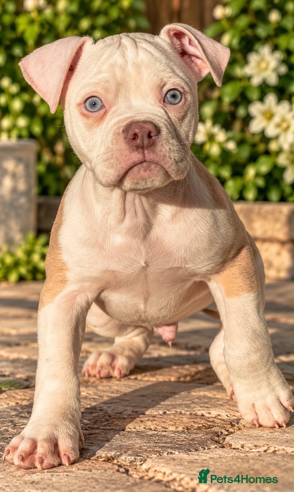 Old Tyme Bulldog dogs for sale: Trusted breeder of 24 years  - Advert 2