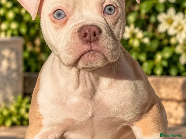 Old Tyme Bulldog dogs for sale: Trusted breeder of 24 years - Advert 13