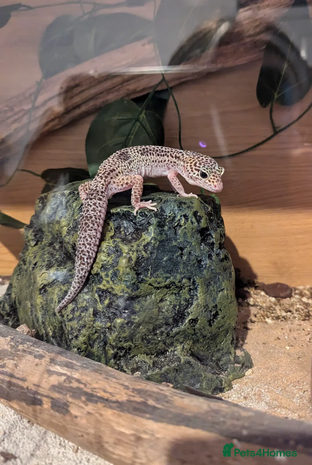 Leopard Gecko reptiles for sale: Two Beautiful Female Leopard Geckos - Advert 1