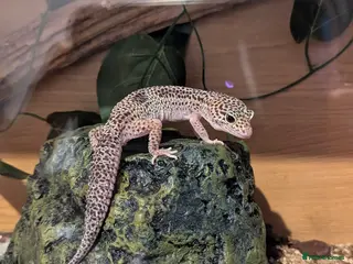 Leopard Gecko reptiles Two Beautiful Female Leopard Geckos - Advert 18