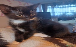 Ragdoll cats for sale: CUTE SOLID RAGDOLL KITTENS  - Image 6
