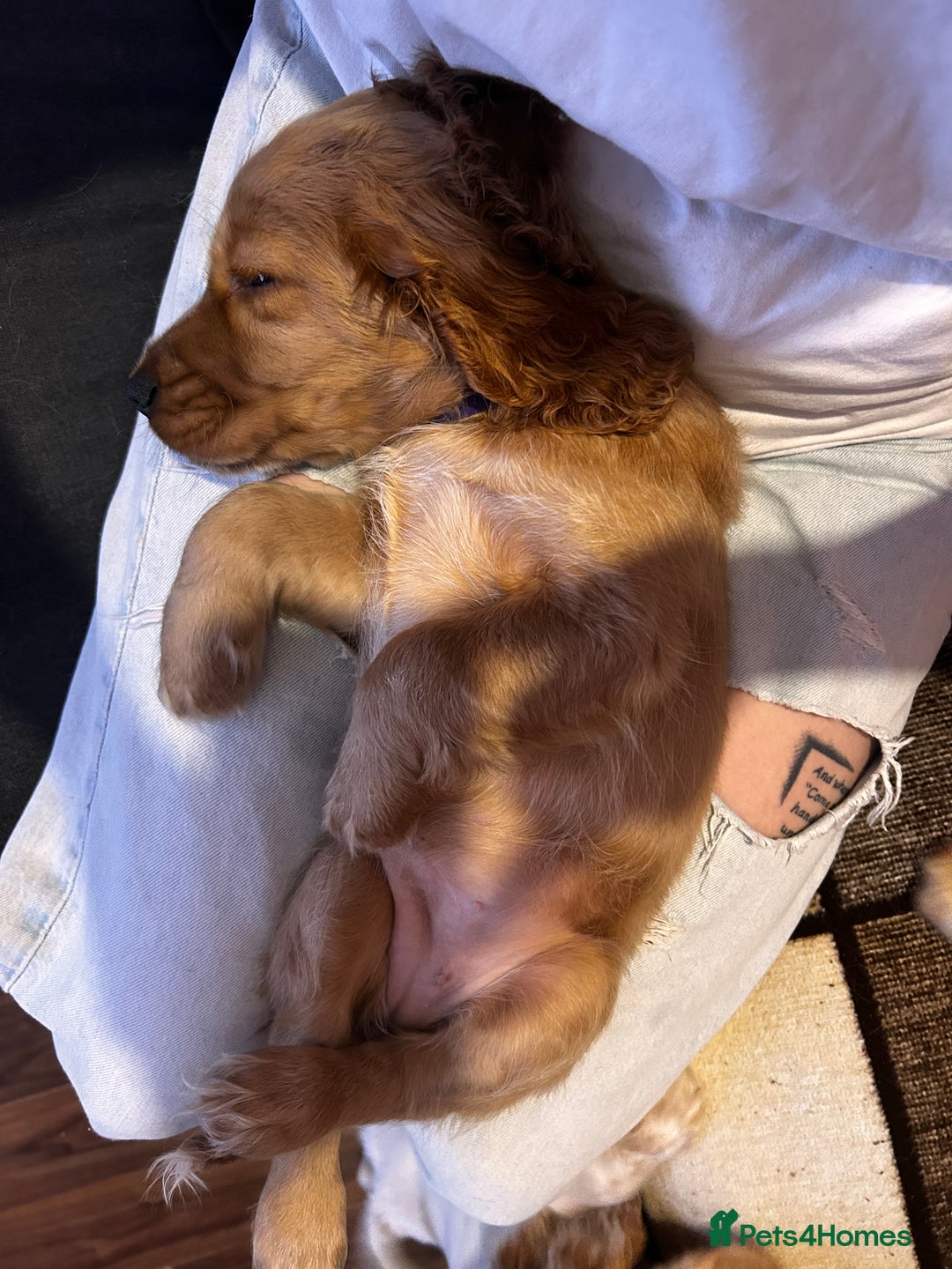 Cocker Spaniel dogs for sale: English Cocker Spaniels  - Advert 11