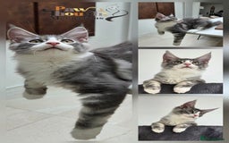 Maine Coon cats for sale: Fabulous Tica Mainecoon kittens - Image 21