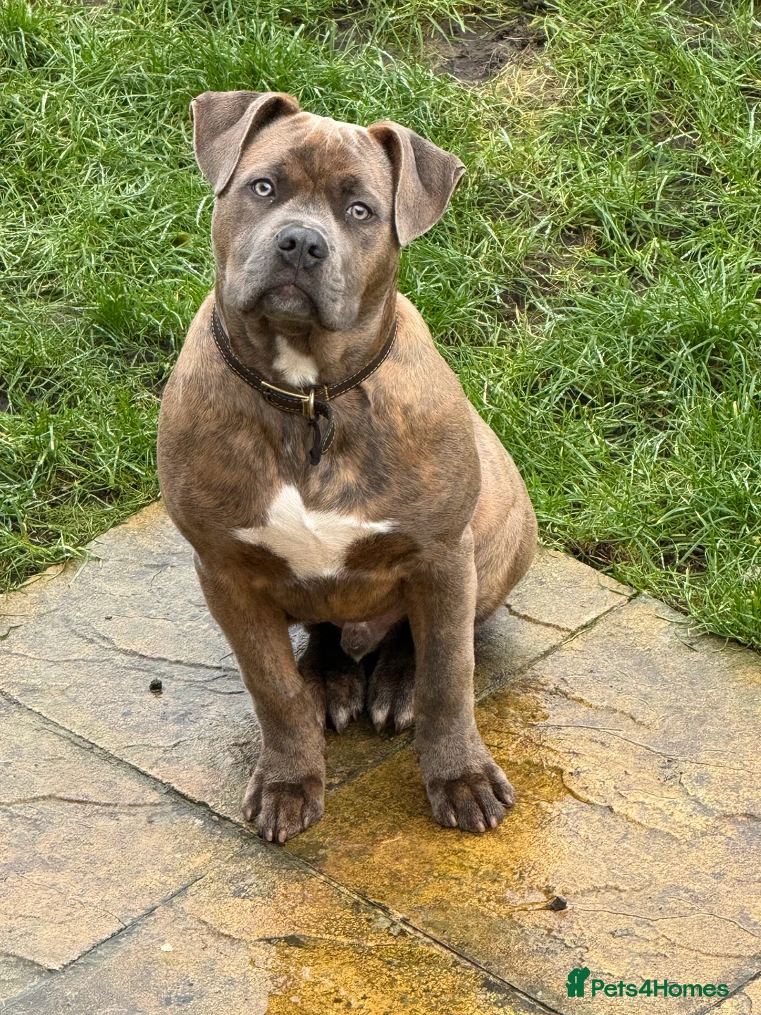 Mixed Breed dogs for sale: Mr Tigs  - Advert 2