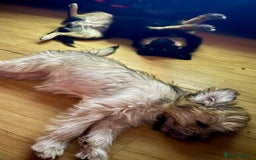 Mixed Breed dogs for sale: Rehoming for nice puppy  - Image 6