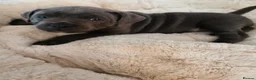 Staffordshire Bull Terrier dogs for sale: Premium RKC Staffordshire Bull Terrier Puppies 3 in Peterborough - Advert 38