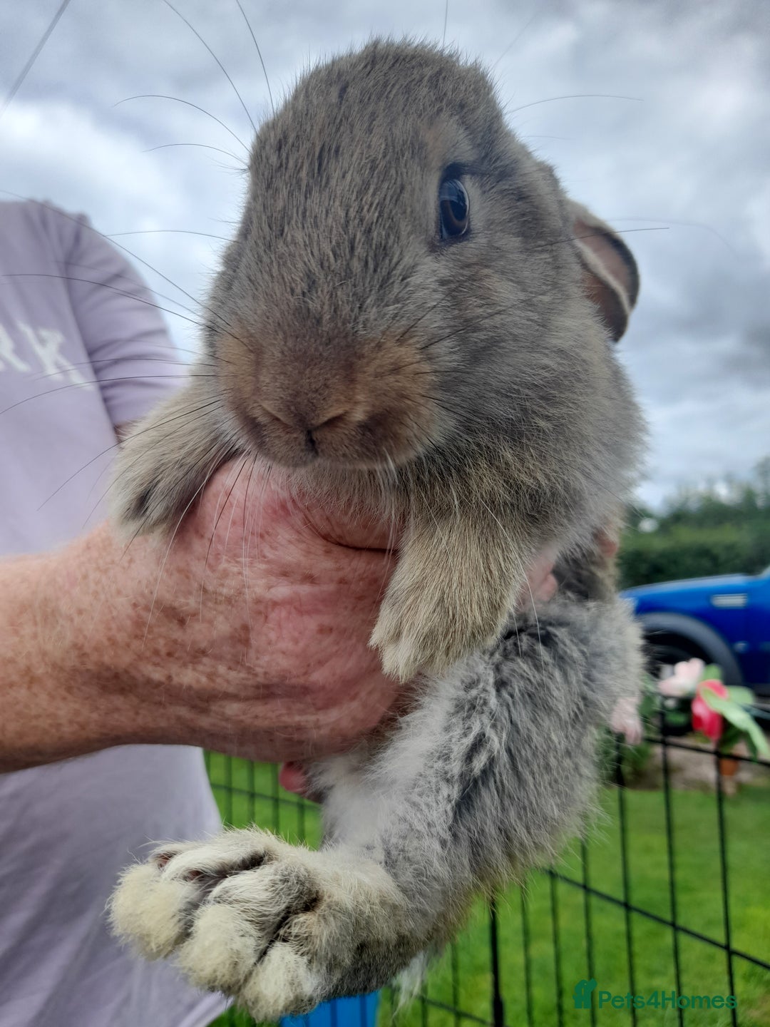 Continental Giant rabbits for sale: Beautiful Giant Continental Babies - Image 19