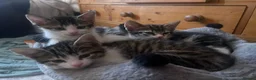 Mixed Breed cats for sale: Kittens *85* if picked up today - Advert 14