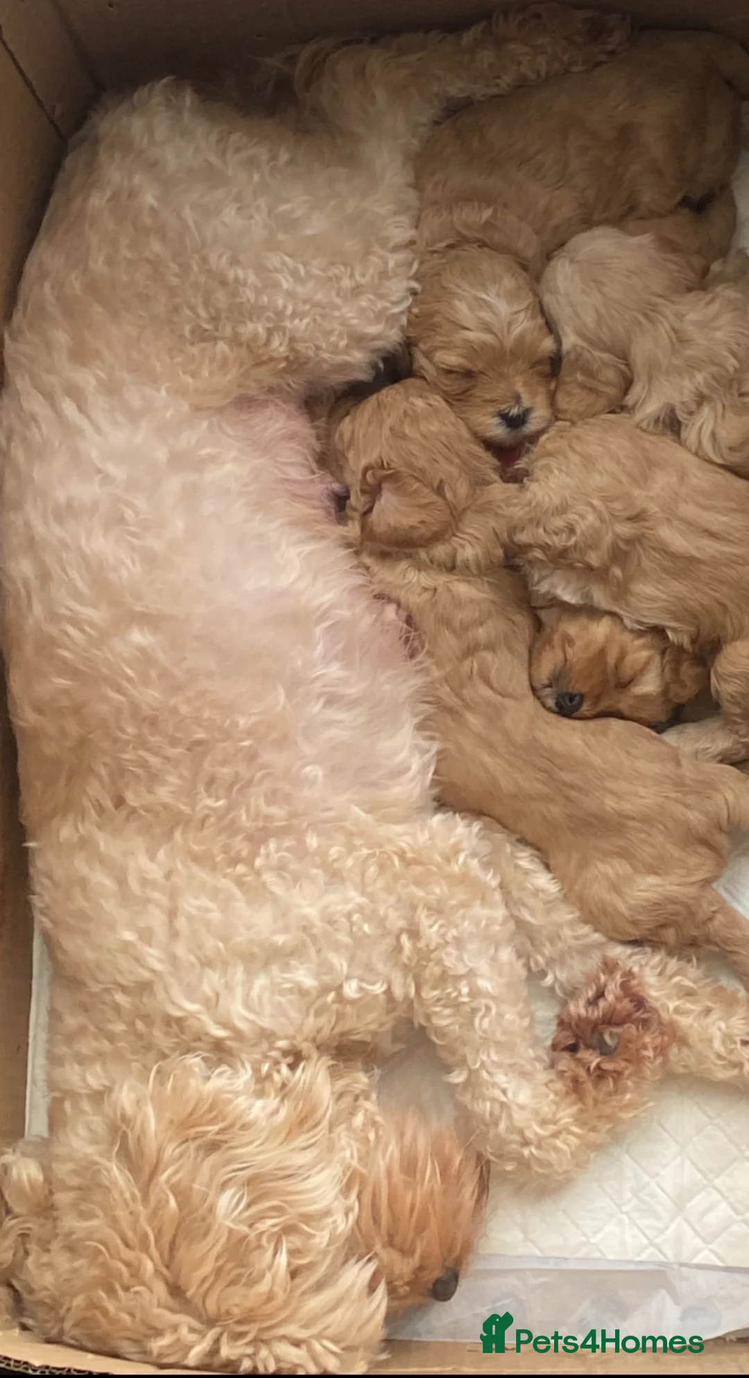 Cavapoo dogs for sale: Cavapoo Puppies. Ready in 2 weeks. Now for viewing - Advert 2