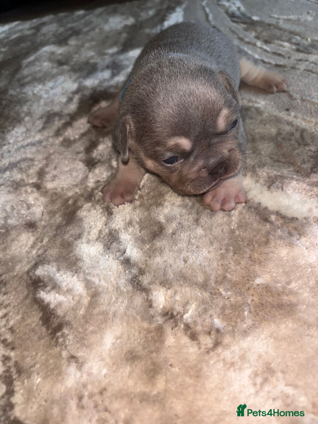 French Bulldog dogs for sale: Stunning Litter of French Bulldogs  - Image 4