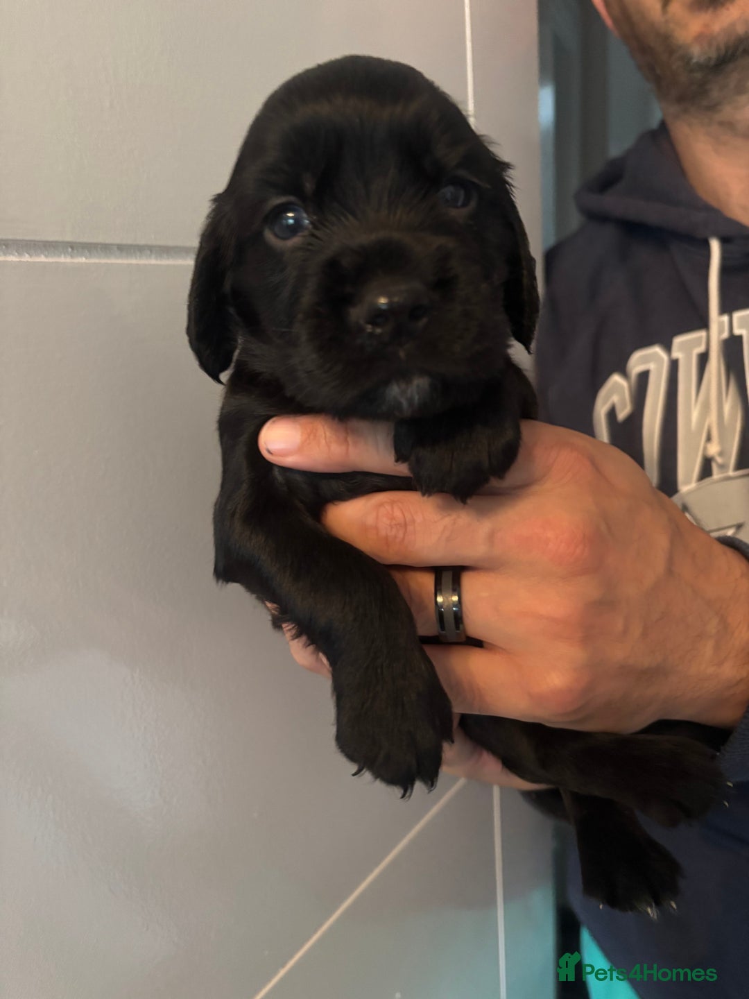 Sprocker dogs for sale: Sprocker Spaniels  - Image 3