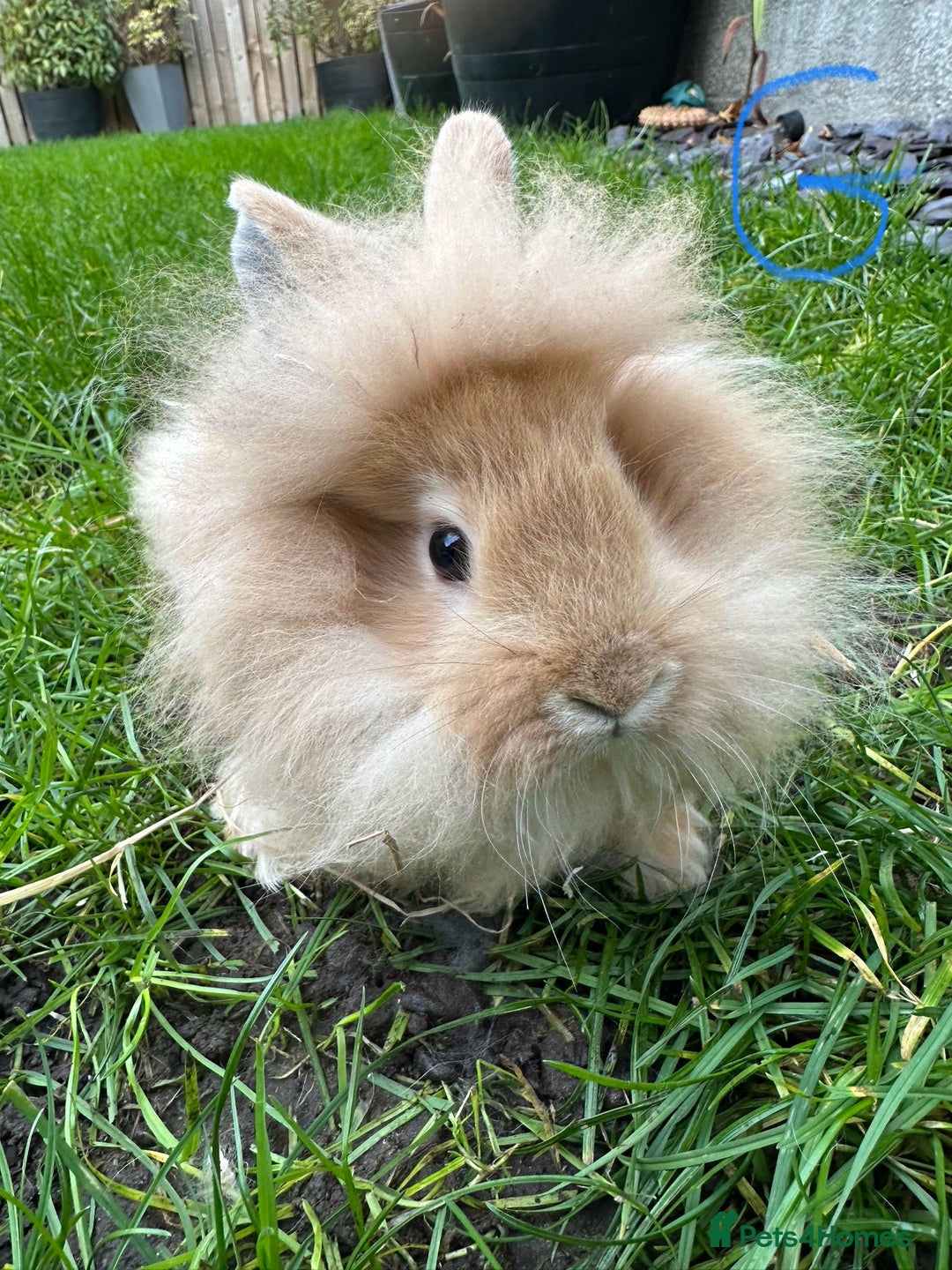 Lionhead rabbits for sale: Lionhead Rabbits For Sale  - Advert 6