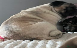 Pug dogs for sale: Our two year old loving pug needs rehomed - Image 4