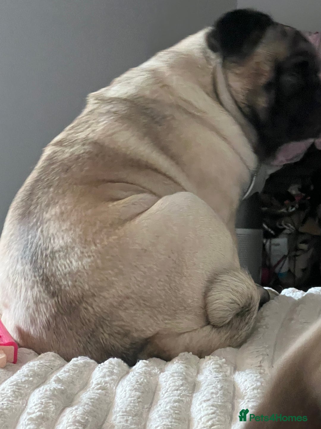 Pug dogs for sale: Our two year old loving pug needs rehomed - Image 4