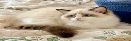 Ragdoll cats for sale: 💠🐈 TICA REG 🌟 EUROPEAN RAGDOLL KITTENS 🐈💠 - Advert 2