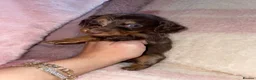 Miniature Dachshund dogs for sale: Fluffy miniature dachshund  - Advert 24