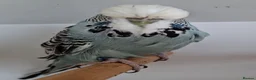 Budgerigars birds for sale: Exhibition budgies for sale  in Sudbury - Advert 10
