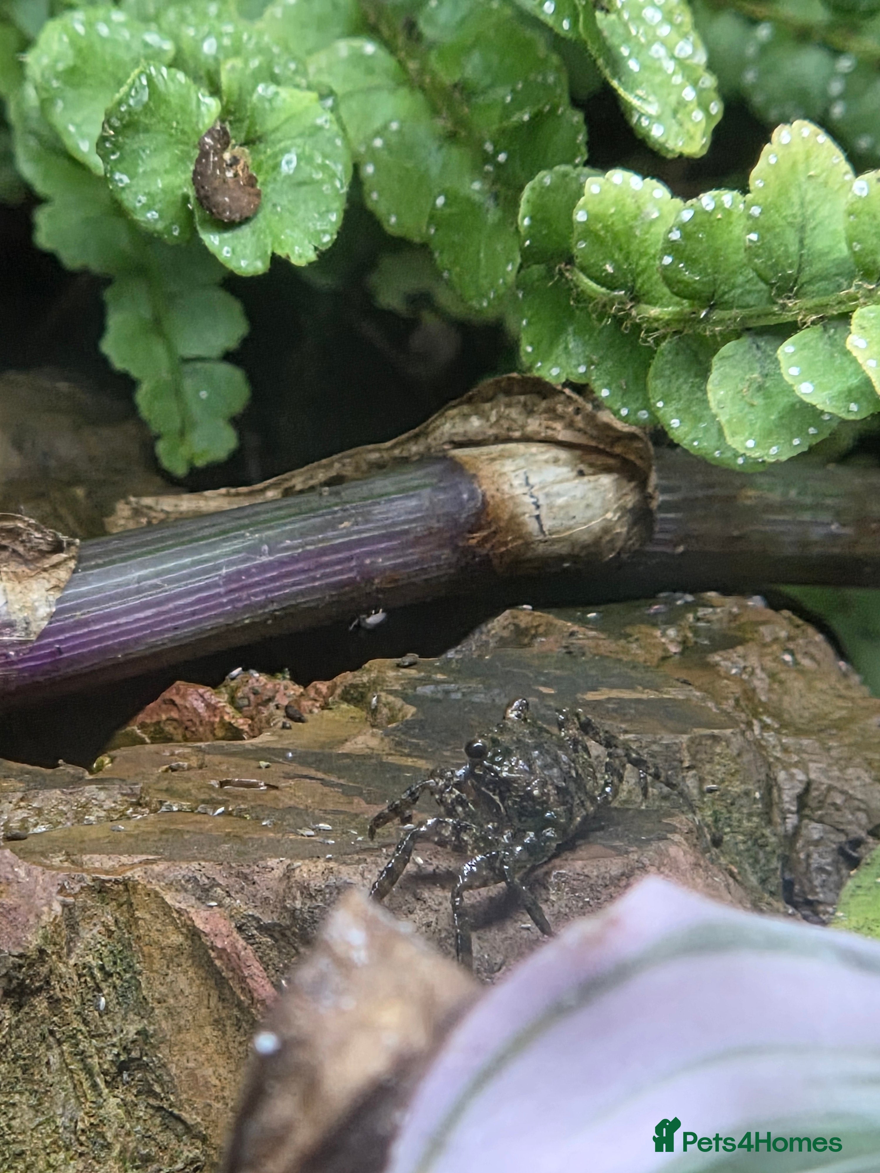 Crabs invertebrates Vampire crab set up  - Advert 1