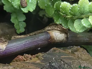 Crabs invertebrates Vampire crab set up - Advert 2