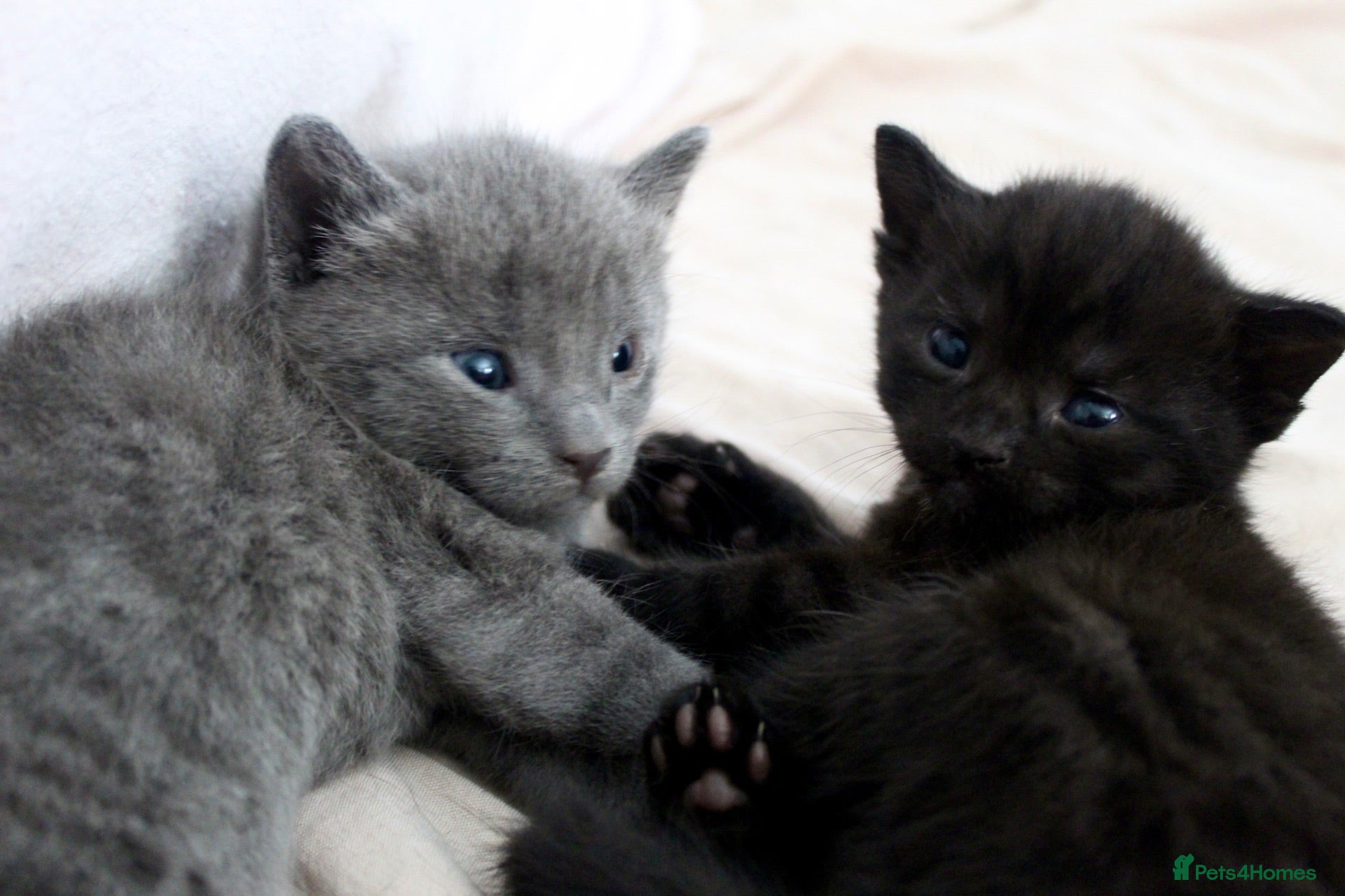 Bombay cats 2 Bombay mixed kittens - Advert 1