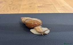Snails invertebrates for sale: SILVER LEUCISTIC OVUMS TANK STARTER KIT IREDALEI  - Image 8