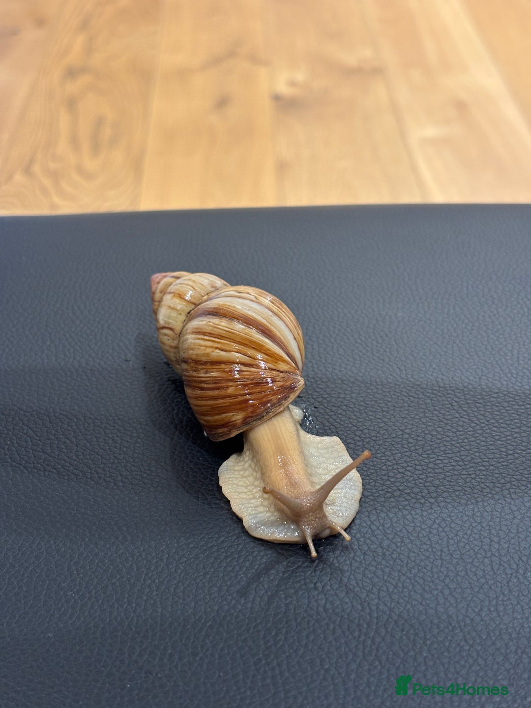 Snails invertebrates for sale: SILVER LEUCISTIC OVUMS TANK STARTER KIT IREDALEI  - Image 8