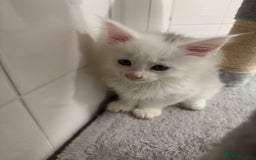 Maine Coon cats for sale: 2 Mainecoon pedigree kitten - Image 18