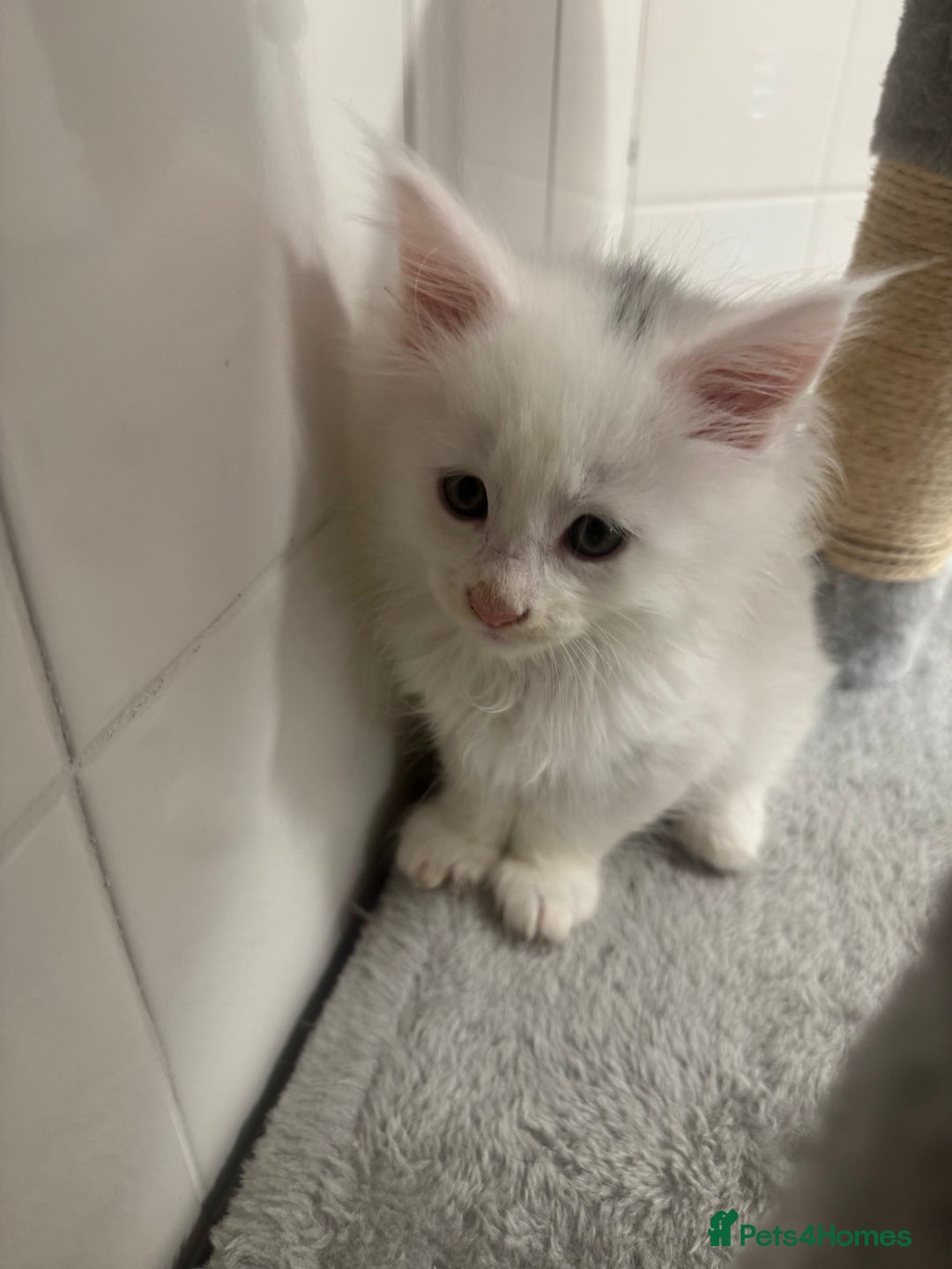 Maine Coon cats for sale: 2 Mainecoon pedigree kitten - Image 18