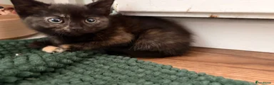 Domestic Shorthair 3