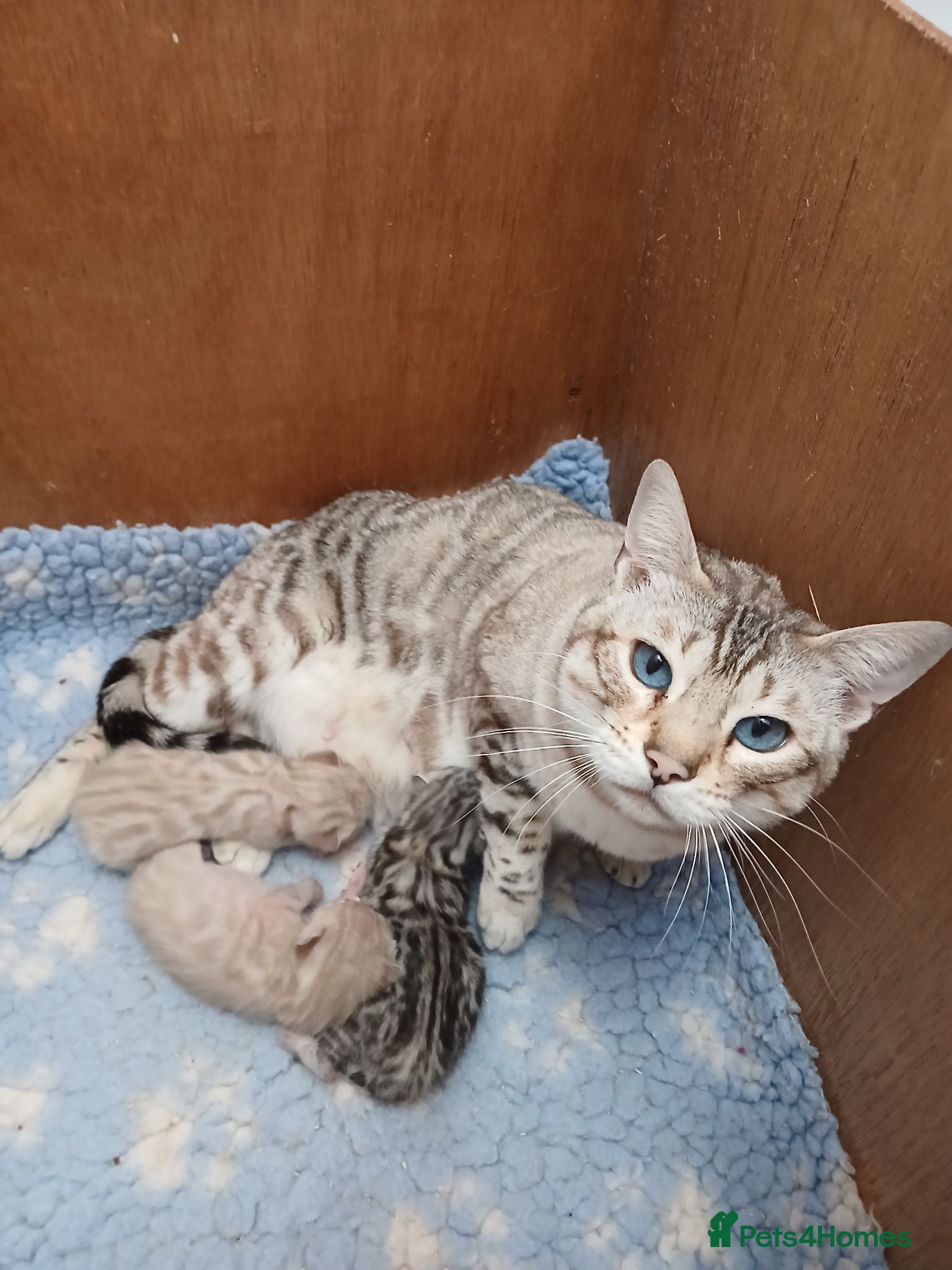 Bengal cats Stunning snow/silver Bengal kittens - Advert 1