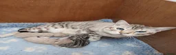 Bengal cats for sale: Stunning snow/silver Bengal kittens - Advert 1