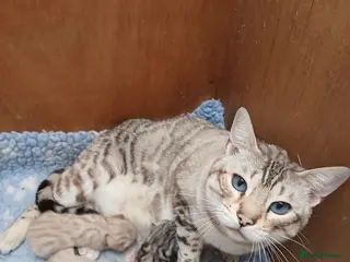 Bengal cats Stunning snow/silver Bengal kittens - Advert 1
