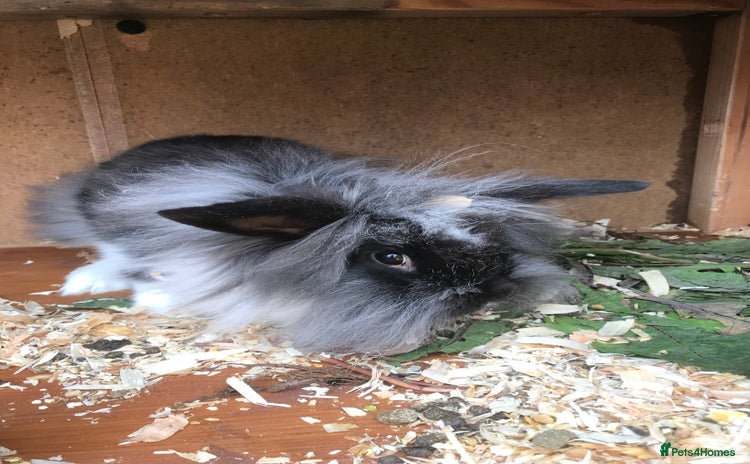 Lionhead rabbits - Advert 1