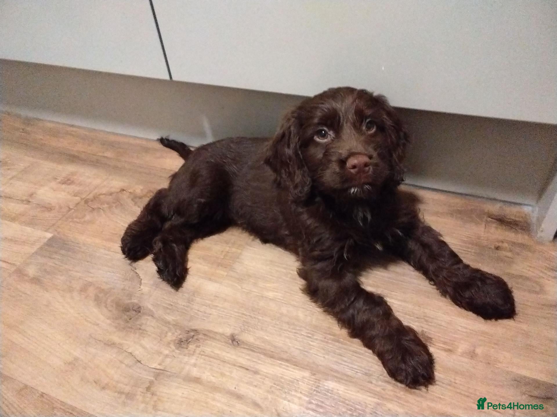 Cockapoo dogs for sale: Beautiful cockapoo puppies  - Advert 2