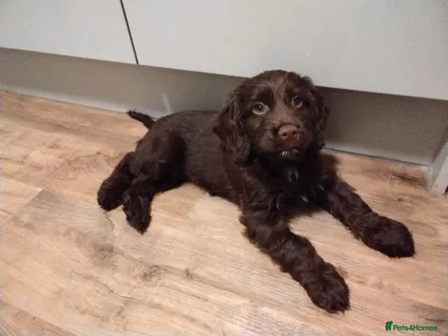 Cockapoo dogs for sale: Beautiful cockapoo puppies - Advert 2